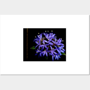 Blue Pincushion Flower Posters and Art